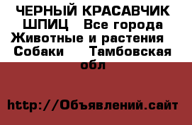 ЧЕРНЫЙ КРАСАВЧИК ШПИЦ - Все города Животные и растения » Собаки   . Тамбовская обл.